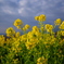 吾妻山の菜の花