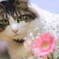 花好き チャー君 叱られる (･`д･´)