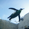空飛ぶペンギン