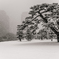 千代田城雪景・外苑の松