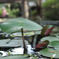 ポッと出の水草