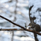 雪を食す Ⅱ