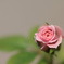 ミニ薔薇