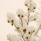 雪