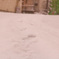 雪道