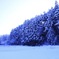 雪化粧