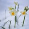 雪中花１