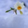 雪中花２