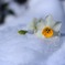 雪中花３