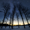 星空の下の雪原の木々