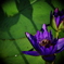 Water lily