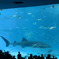 美ら海水族館