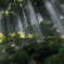 Summer morning