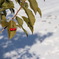 雪の翌日