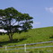 高原の牧場