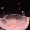 I wonder what this jellyfish is thinking