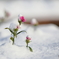雪被りの花