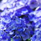 summer blue