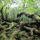 苔の楽園