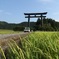 稲穂の中の大鳥居