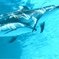 カマイルカ2頭そろって