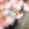 冬に咲く寒桜　Ⅰ