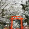 しんしんと　下鴨神社雪景色