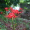 ひっそりと咲く天上の花