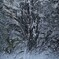 窓に咲く氷花