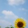 sunfower