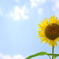 the sunflower