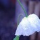白花