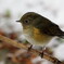 ルリビタキ幼鳥