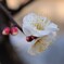 梅の花