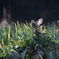 野菜を啄ばむヒヨドリ！