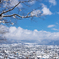 雪の大野市街