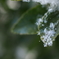 雪