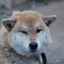 このあと威嚇された