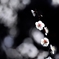 梅 花 紋