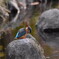 カワセミの水鉄砲
