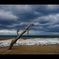 流木：立っちゃった