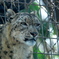 ユキヒョウ「ミルチャ」