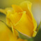yellowrose