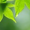 green2
