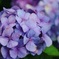 紫陽花