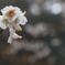 花　その62
