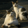 猫２