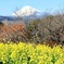 富士山と菜の花