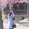東京お写んぽ・・・荏原神社でさくら満開！