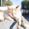 江ノ島ねこ